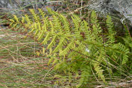 Image of Lady-fern
