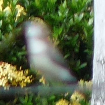 18.https www inaturalist org photos 1589276.580x360