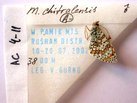 صورة Melitaea chitralensis Moore 1901