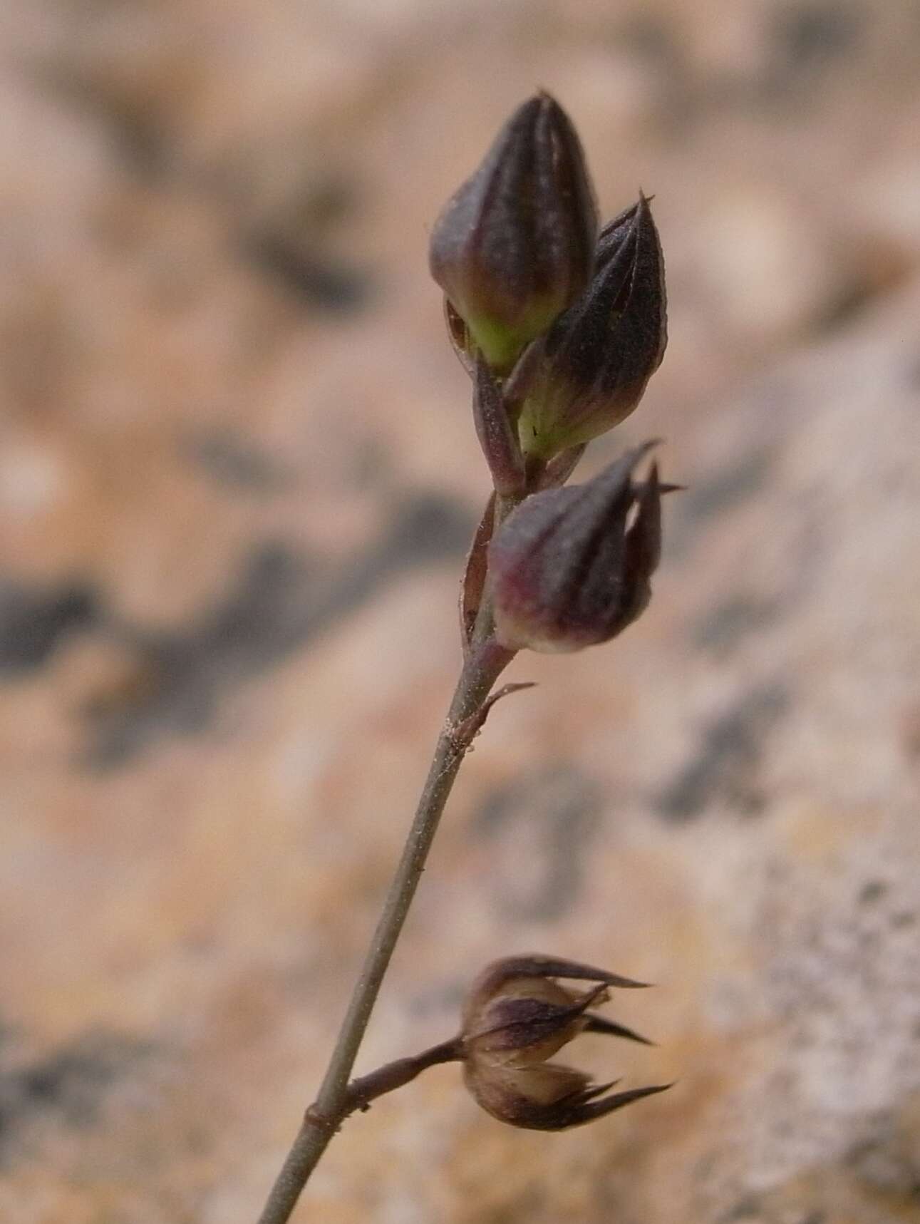 Image de Linum trigynum L.