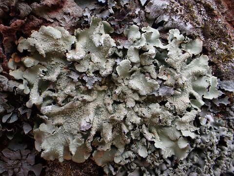 Image of Common greenshield lichen