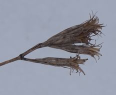Image of <i>Dianthus armeria</i>