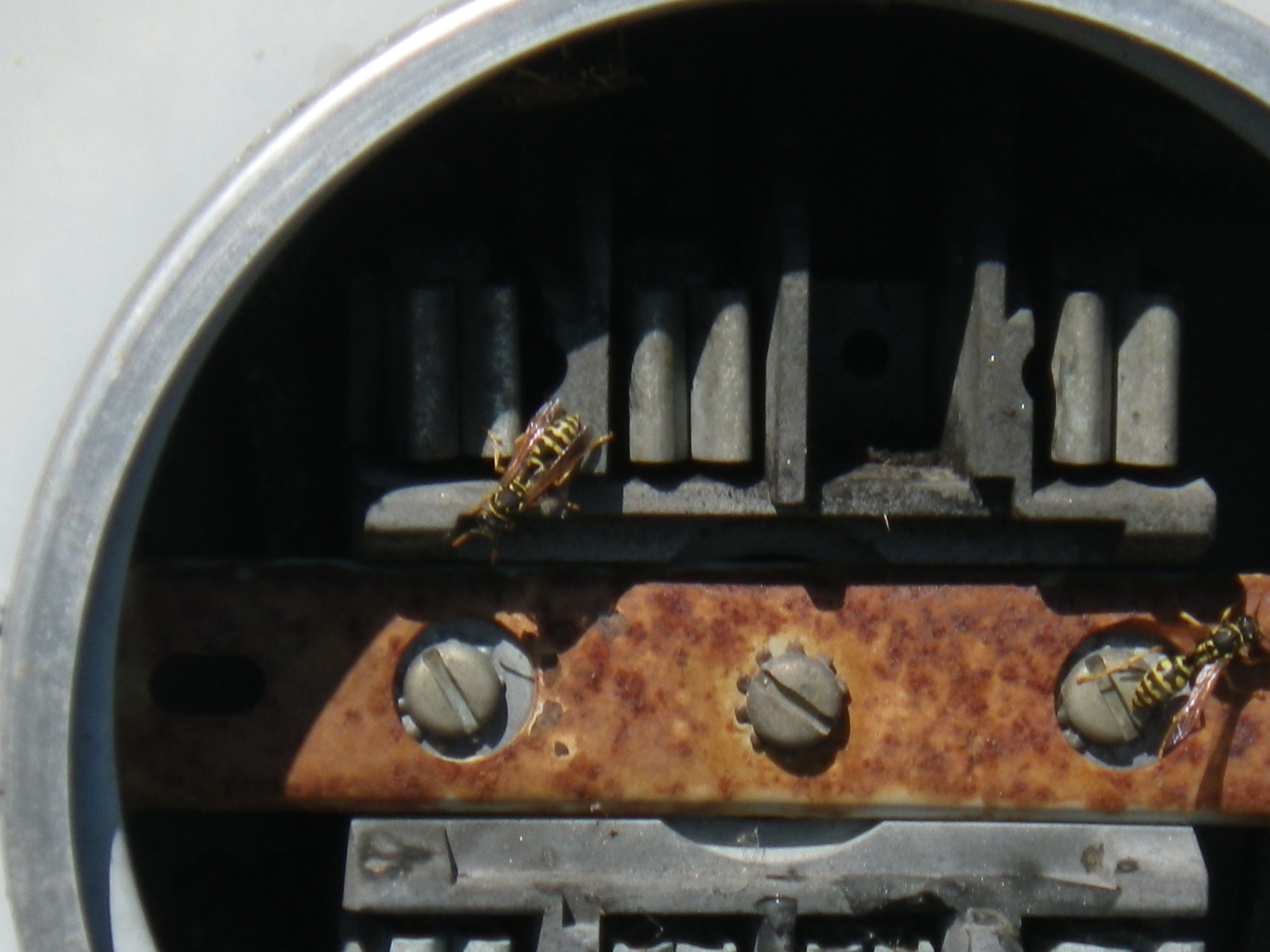 Image of <i>Vespula pensylvanica</i>