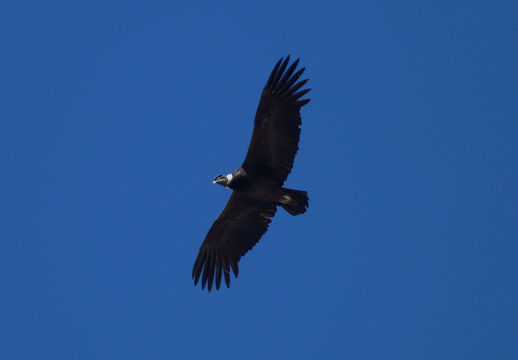 18.https www inaturalist org photos 1590779.580x360