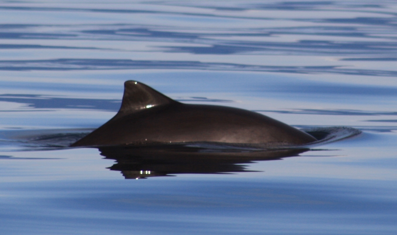 Image of Common Porpoise