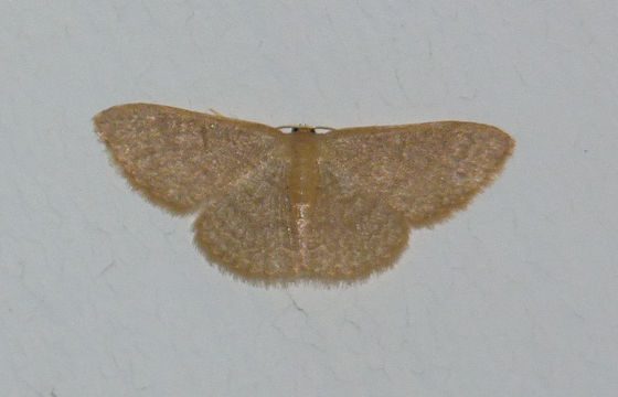 Image of Common Tan Wave