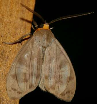 Слика од Tricypha imperialis Heylaerts 1884