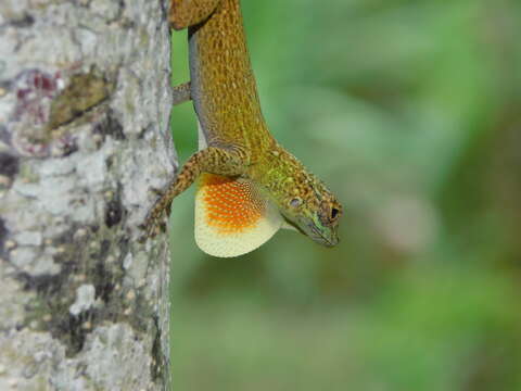 Image of Bark anole