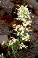 Image of Silky-oak