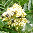 Image of <i>Sorbus scopulina cascadensis</i>