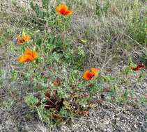 Image of Glaucium grandiflorum Boiss. & Huet