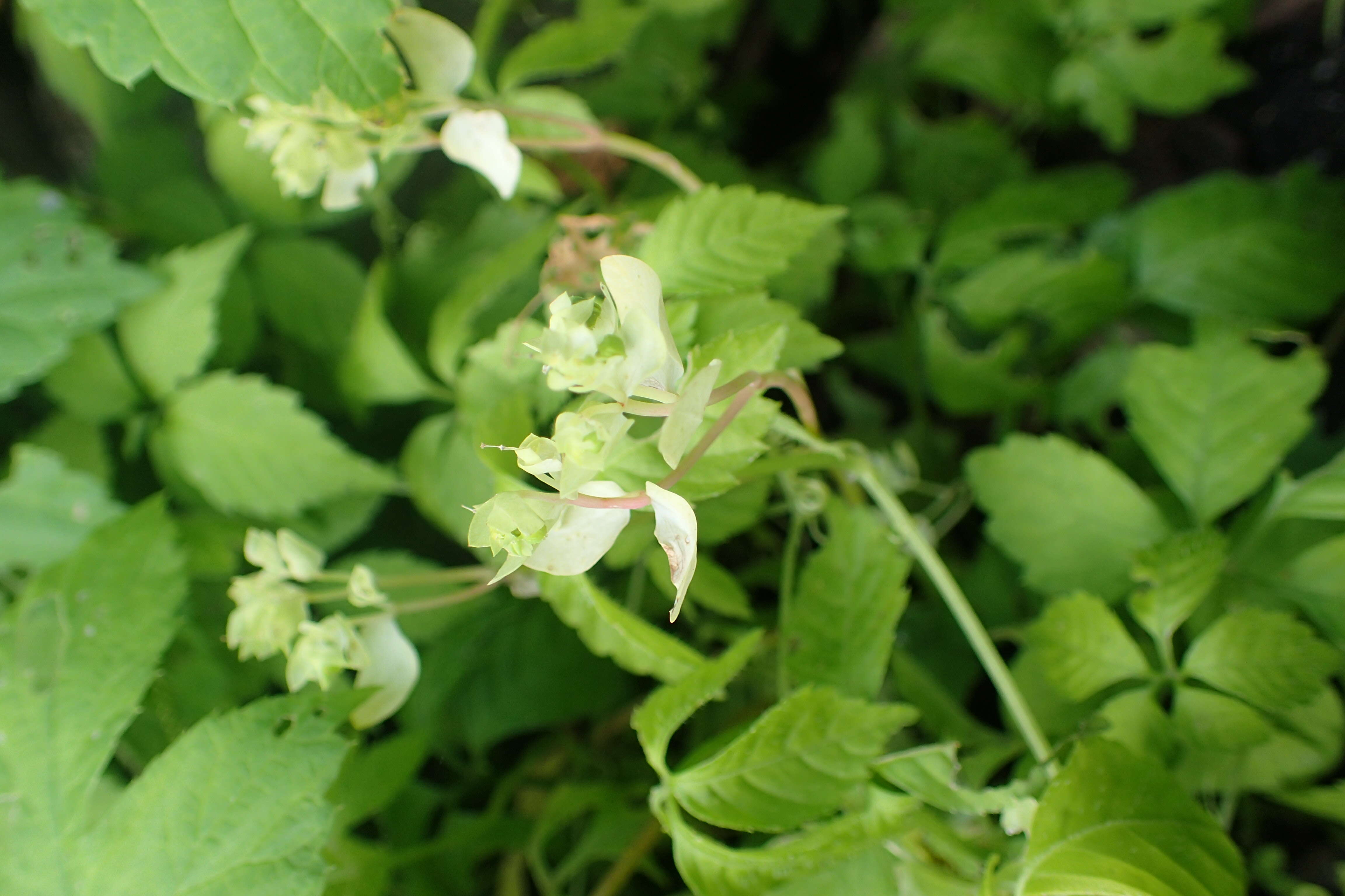 Plancia ëd Gynostemma pentaphyllum (Thunb.) Makino