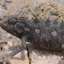 Image of Chamaeleo namaquensis Smith 1831