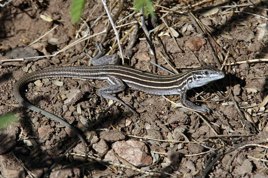 18.https www inaturalist org photos 1595216.580x360