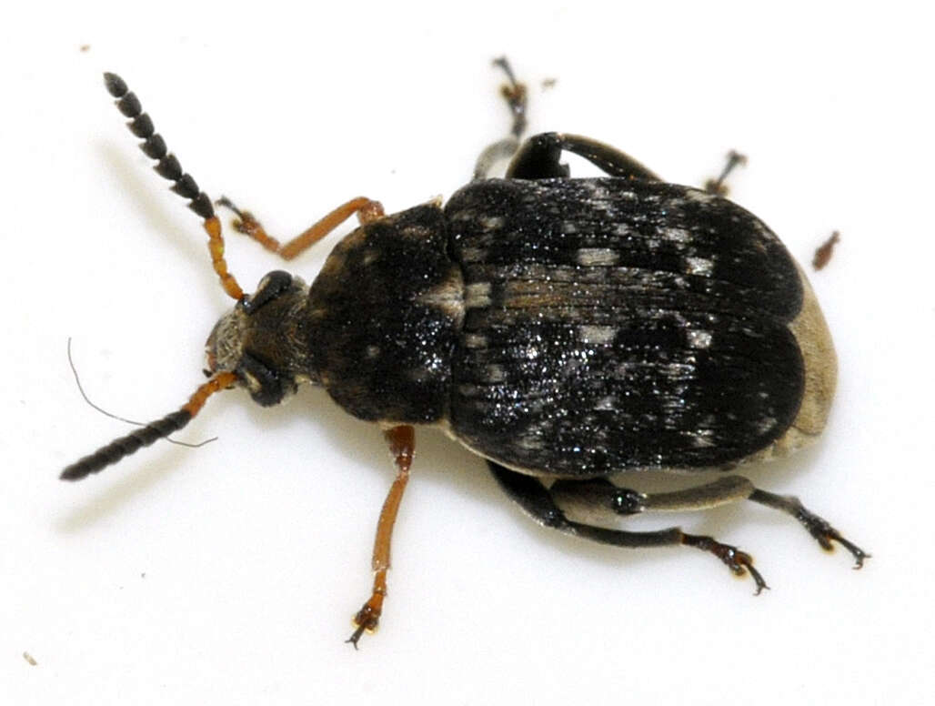 Image of Bruchid beetle