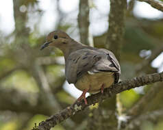 Image of Eared Dove