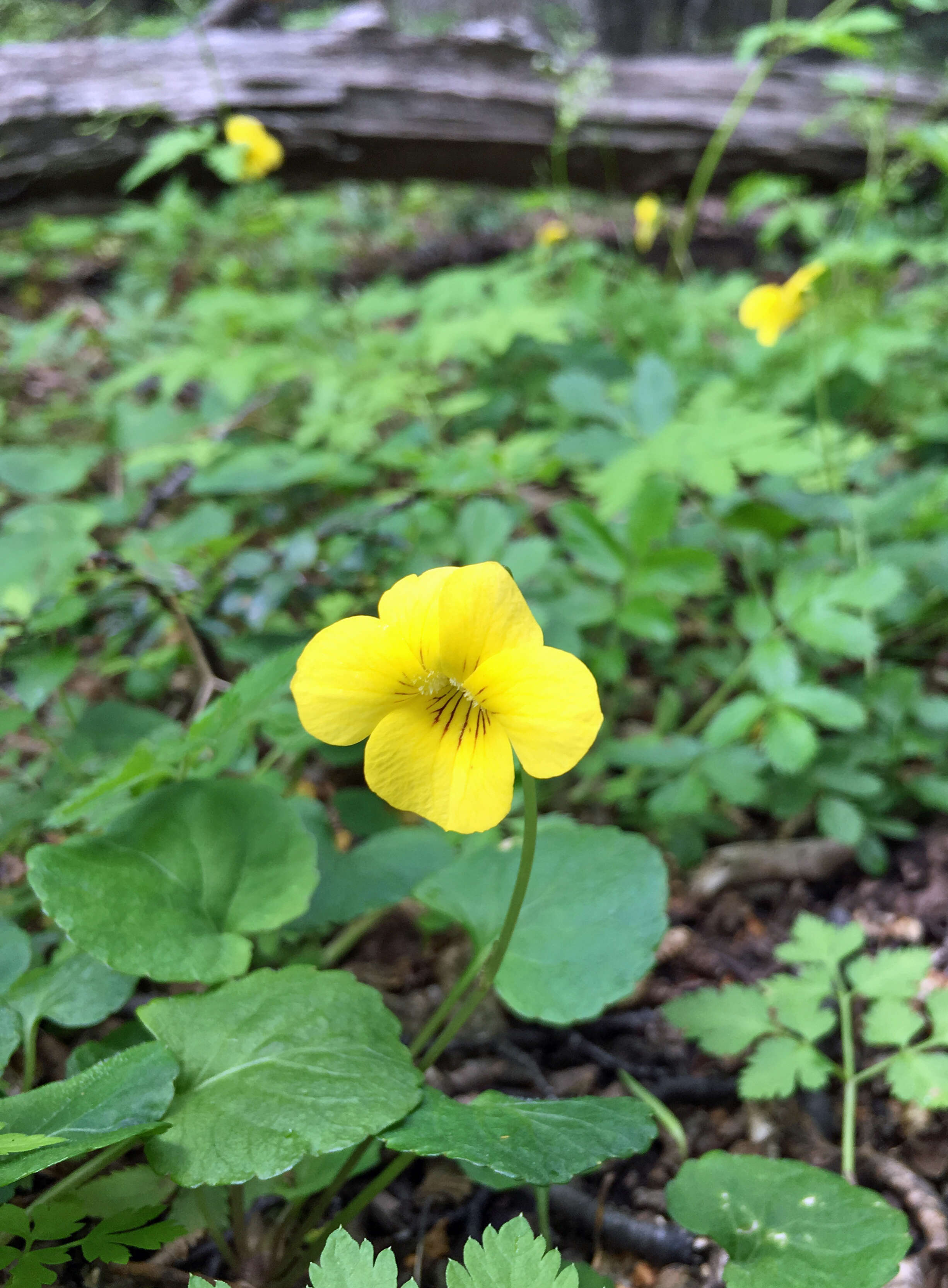 Image of Chilean yellow violet