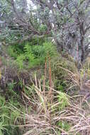 Image of Cyperus albostriatus Schrad.