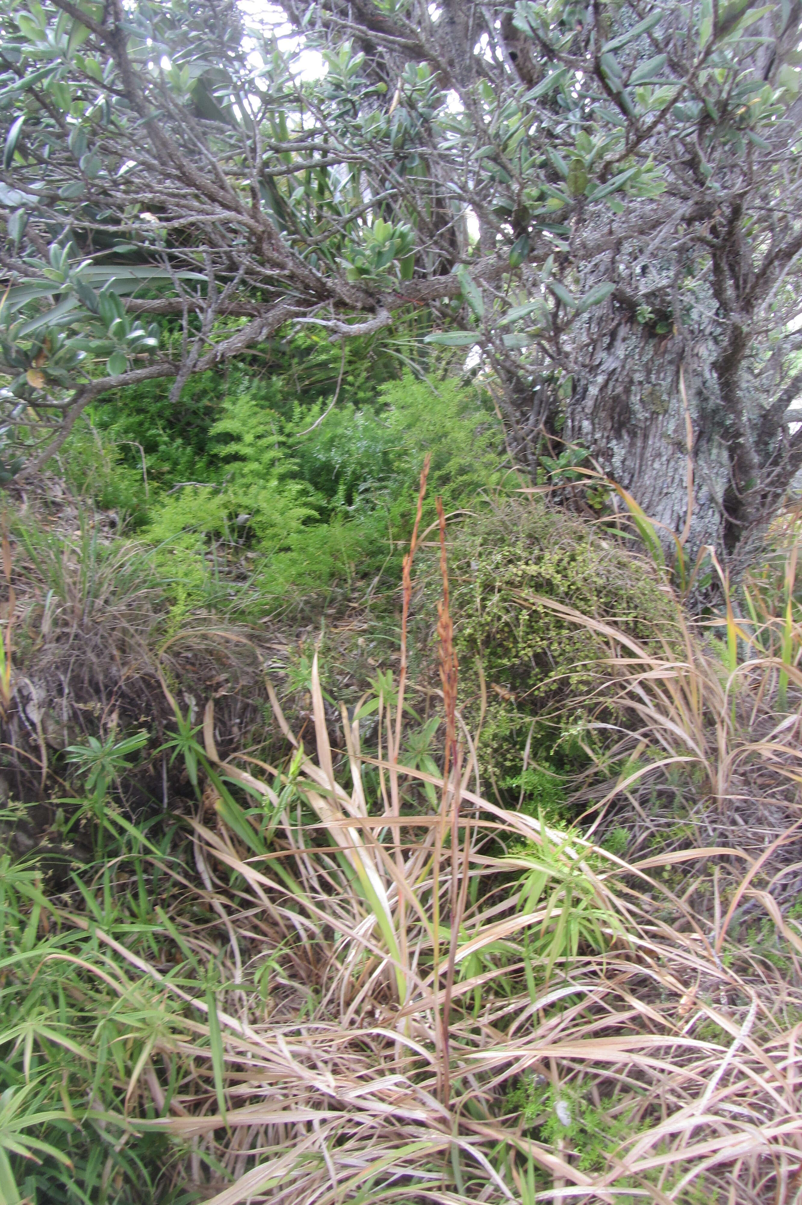 Image of Cyperus albostriatus Schrad.