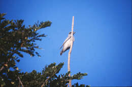 Image of Black-faced Cuckoo-shrike