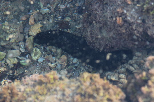 Image of <i>Holothuria leucospilota</i>