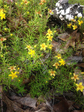 Image of St John's-wort