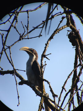 Image of Sri Lankan grey hornbill