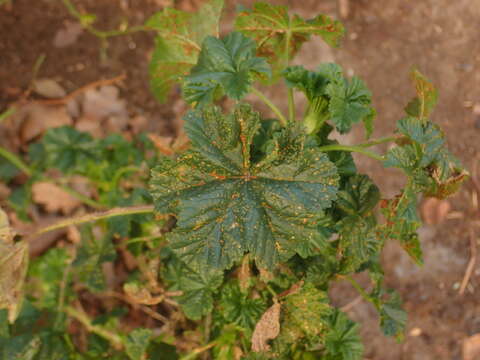 Imagem de Puccinia malvacearum Bertero ex Mont. 1852