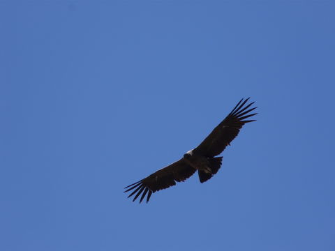 18.https www inaturalist org photos 1596855.580x360