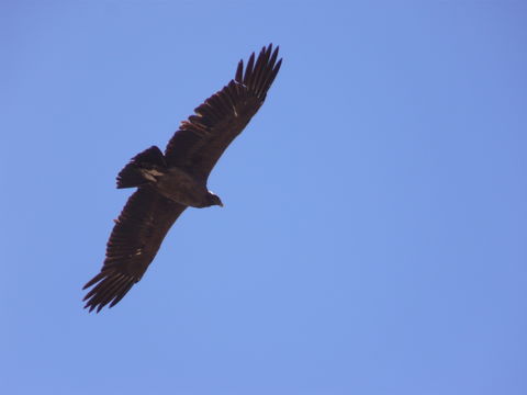 18.https www inaturalist org photos 1596856.580x360