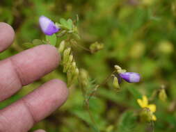 Слика од Smithia purpurea Hook.