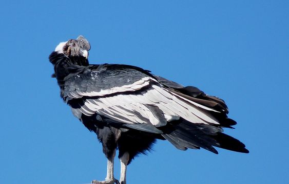 18.https www inaturalist org photos 1597498.580x360