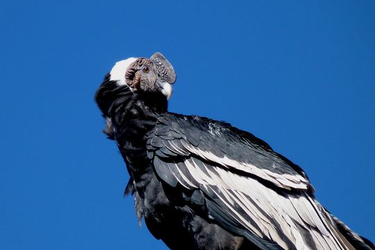 18.https www inaturalist org photos 1597499.580x360