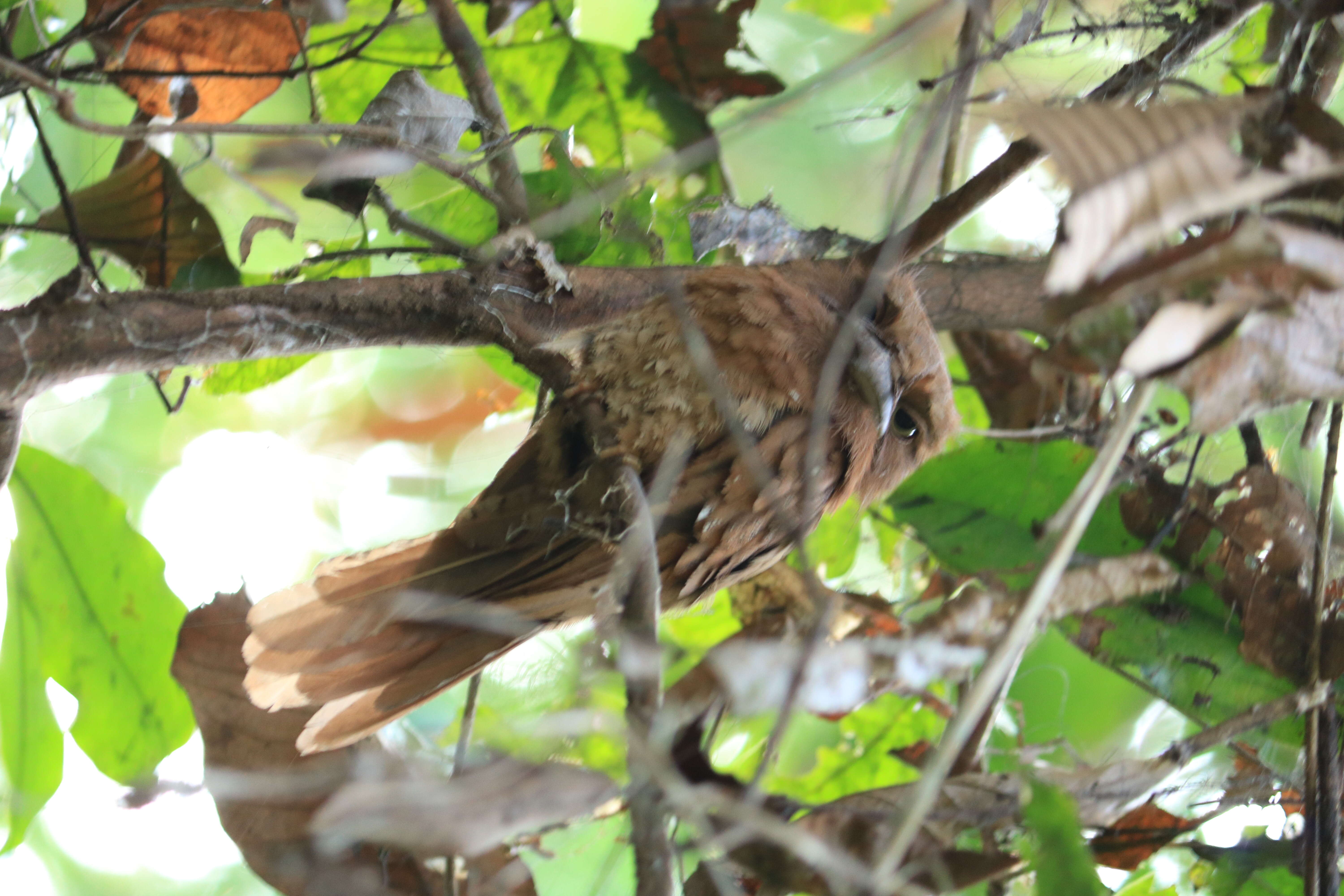 Image of Ceylon Frogmouth