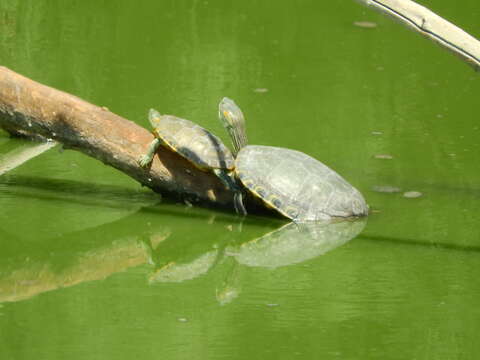 Image of Trachemys hartwegi