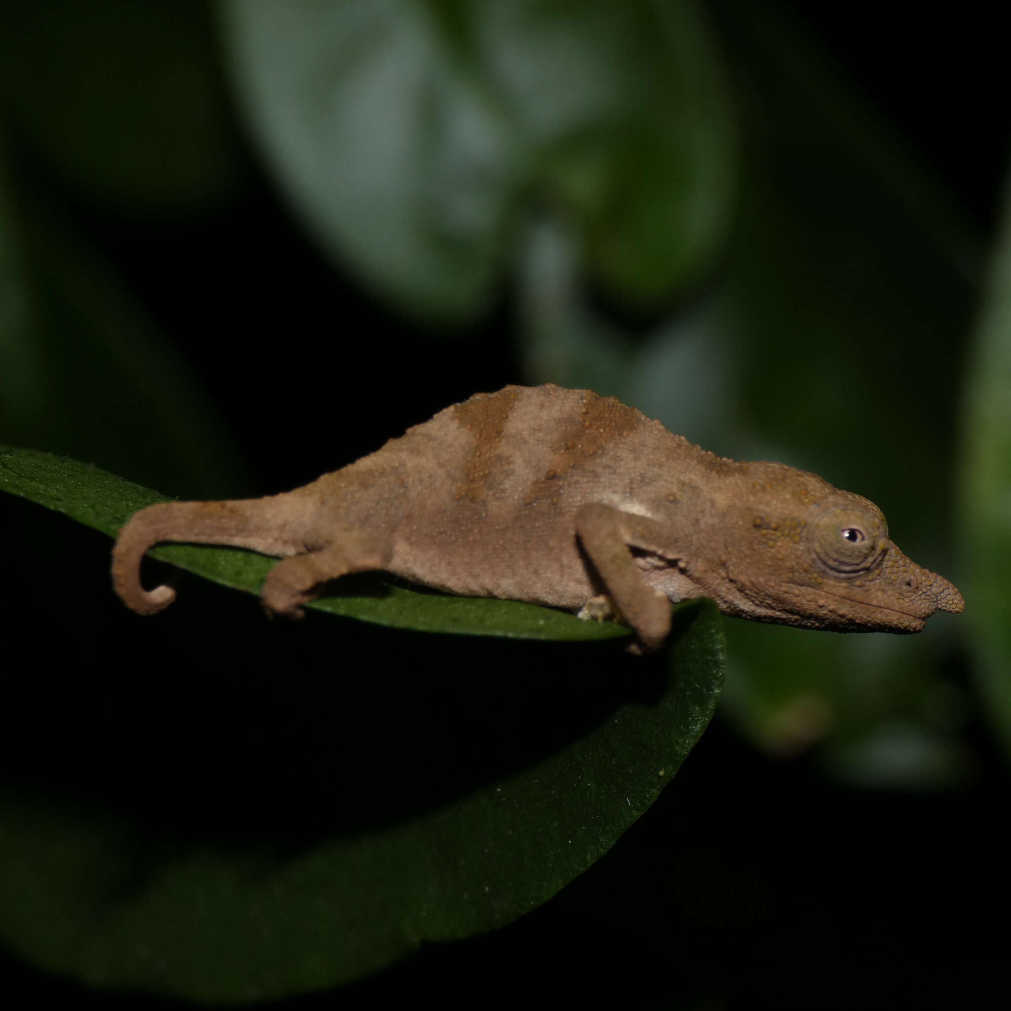 Image of Marshall's African Leaf Chameleon