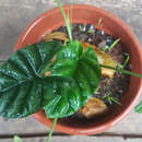 Alocasia sinuata N. E. Br. resmi