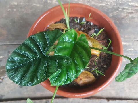 Imagem de Alocasia sinuata N. E. Br.