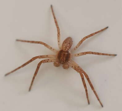 صورة Philodromus dispar Walckenaer 1826