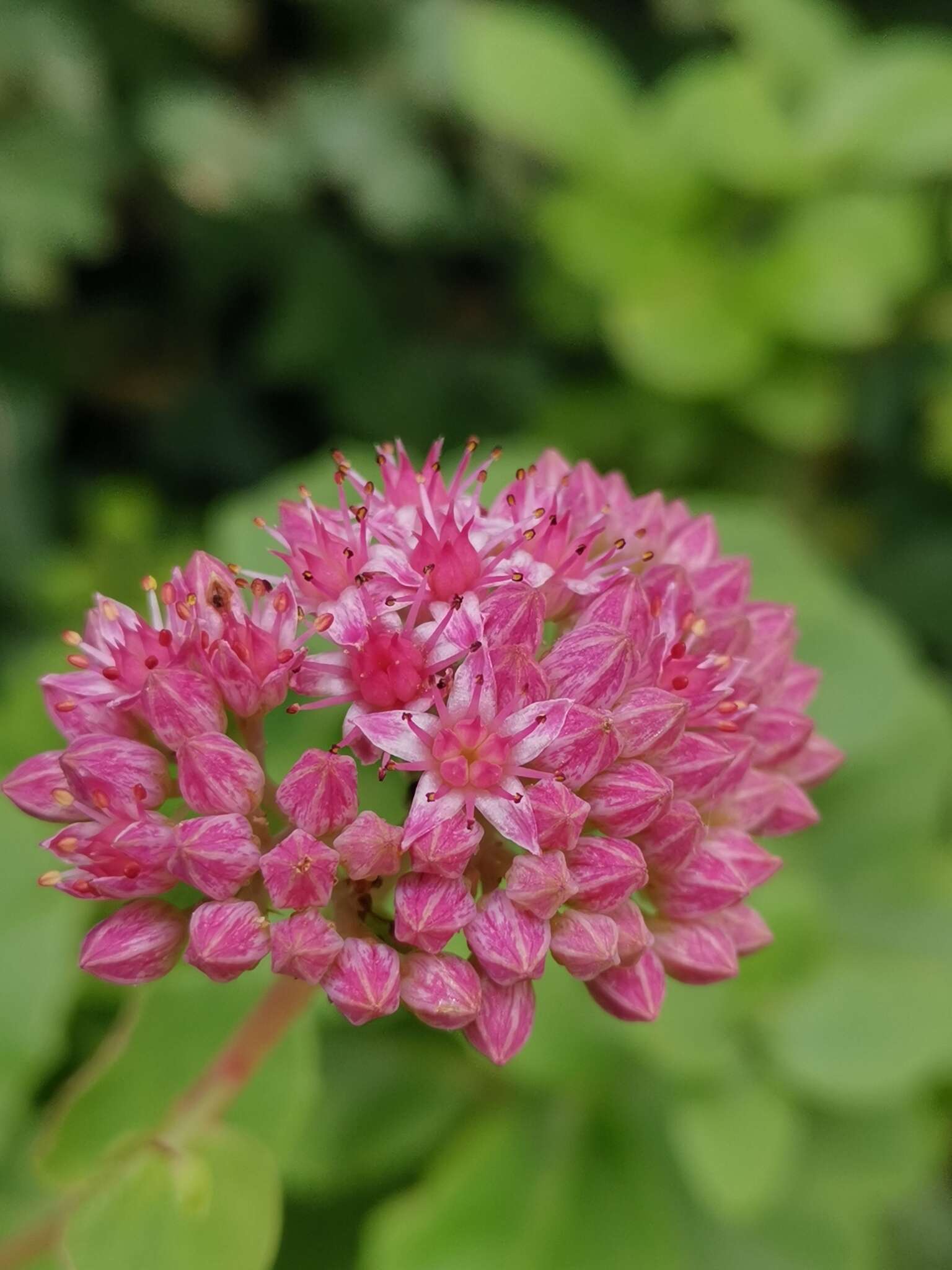 Image of Orpine