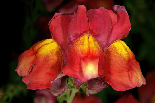 Image of garden snapdragon