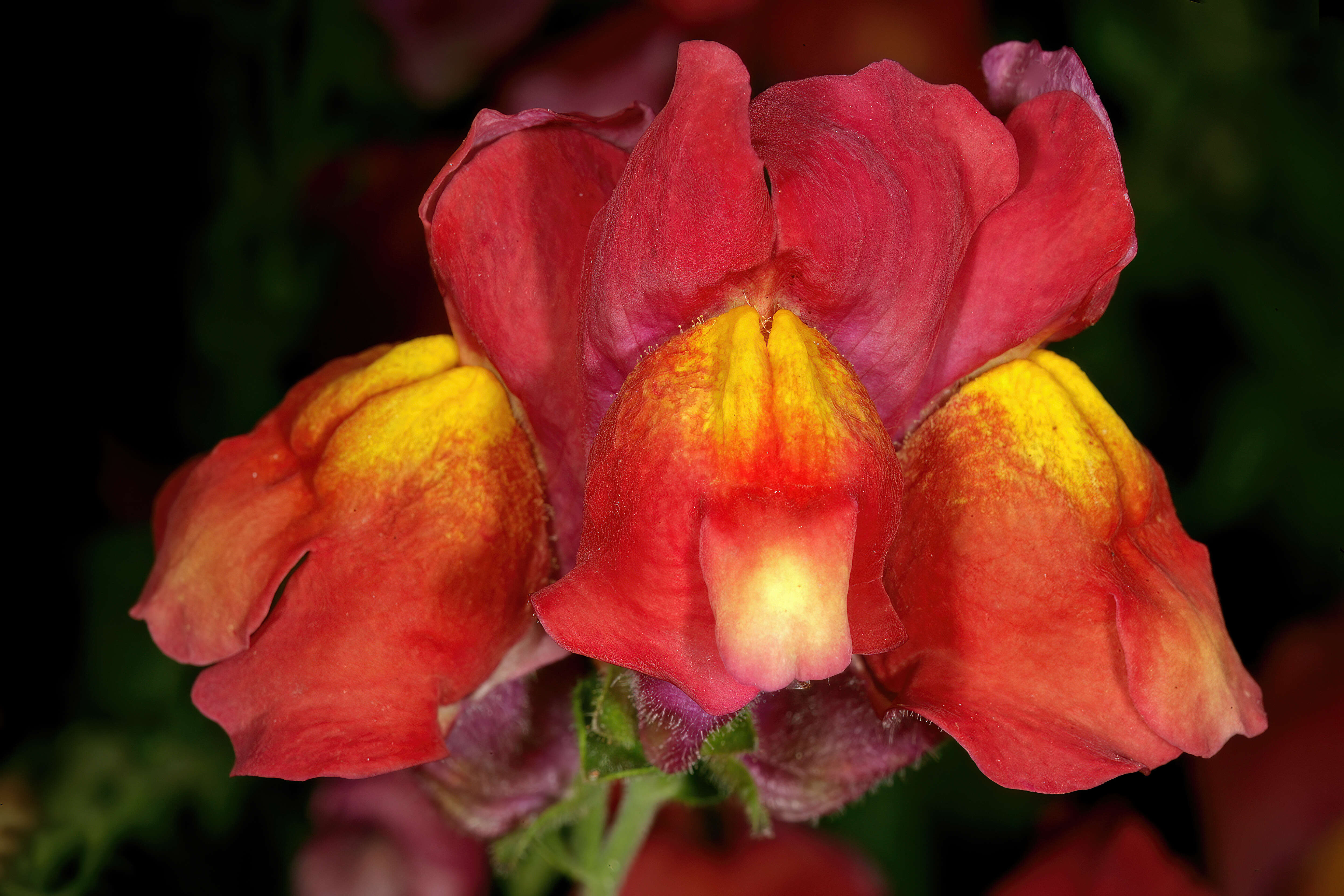 Plancia ëd Antirrhinum majus L.