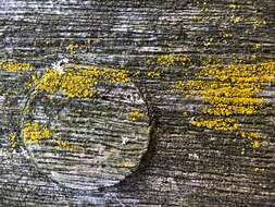 Image of eggyolk lichen