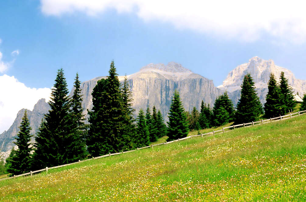 Image of Norway spruce