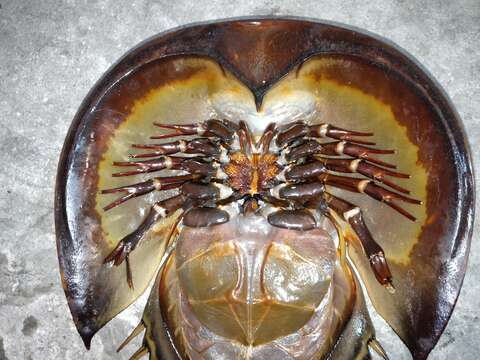 Image of Horseshoe Crab