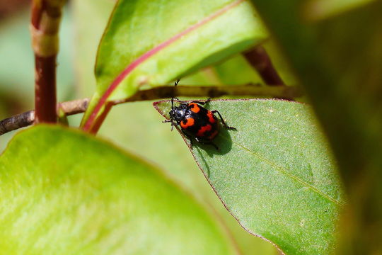 Image of <i>Gallerucida bifasciata</i>
