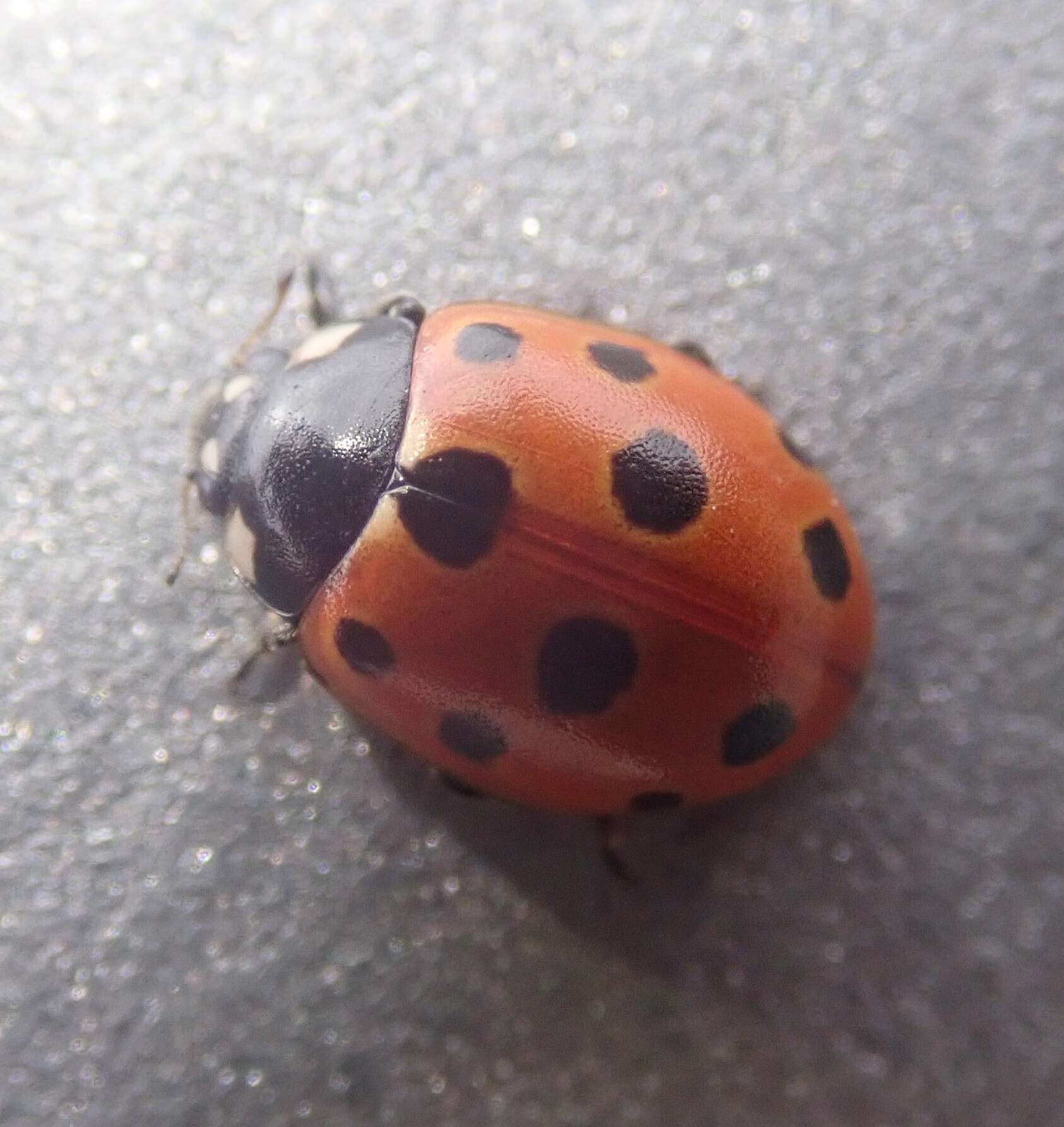 Image of 11-spot ladybird