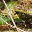 Image of Black-faced Bunting