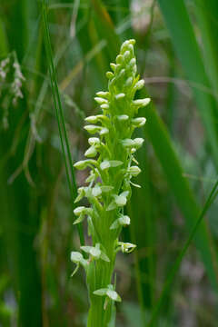 Image de Platanthera huronensis Lindl.