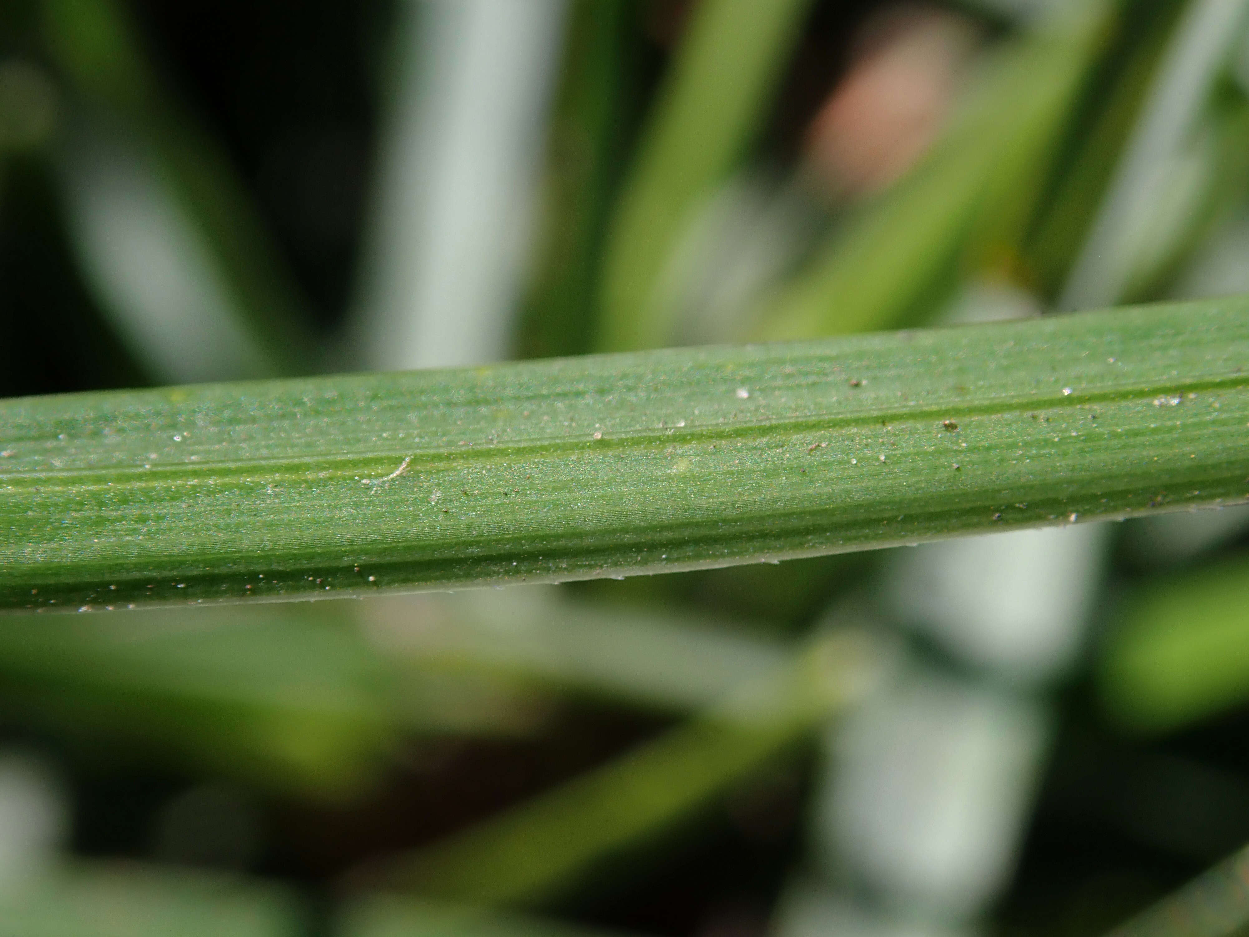 Image of blue moor grass